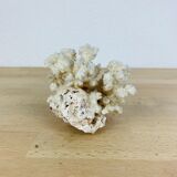 Corail