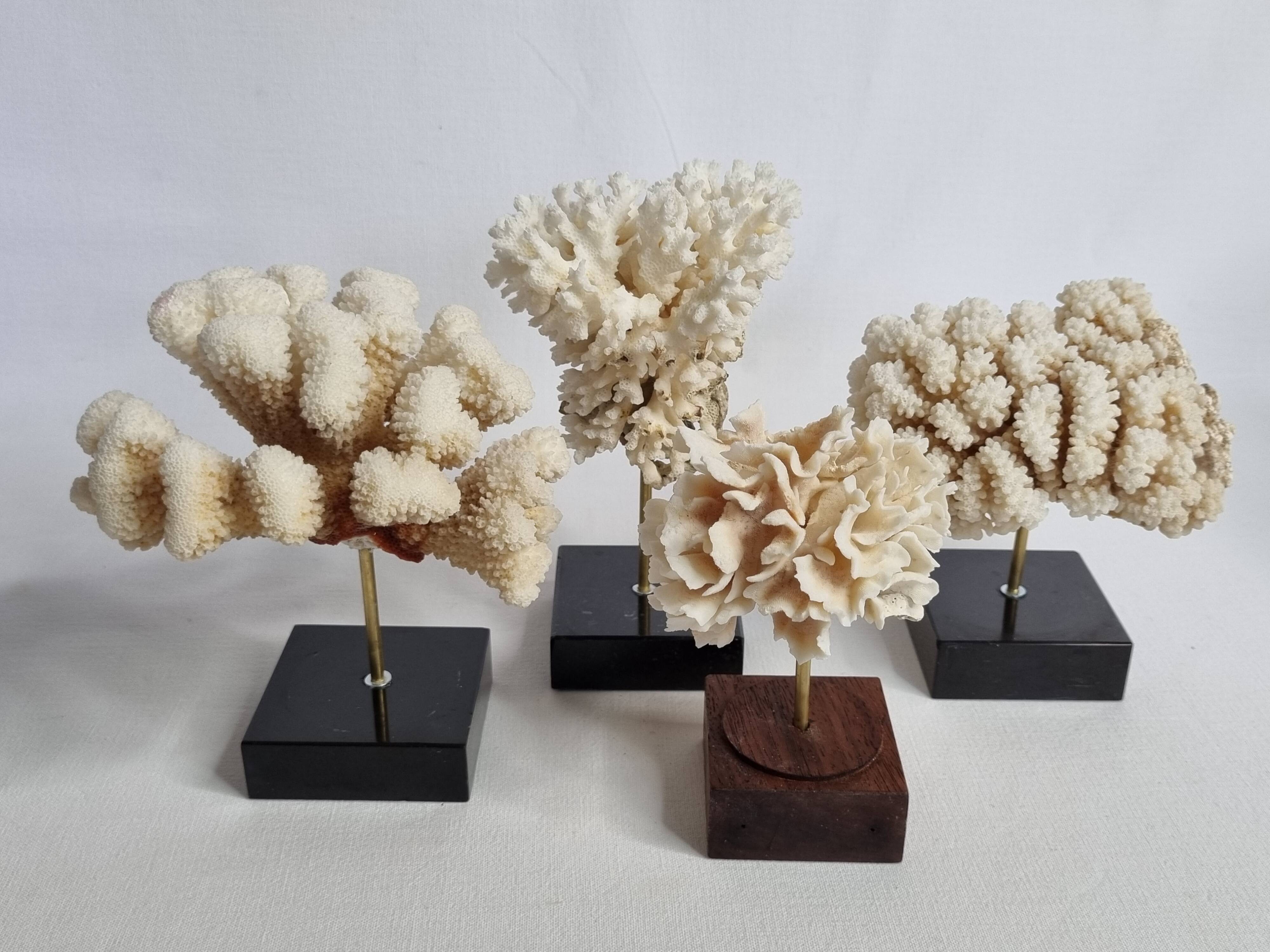 Set of four ancient white corals on pedestal, 15 cm