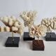 Set of four ancient white corals on pedestal, 15 cm