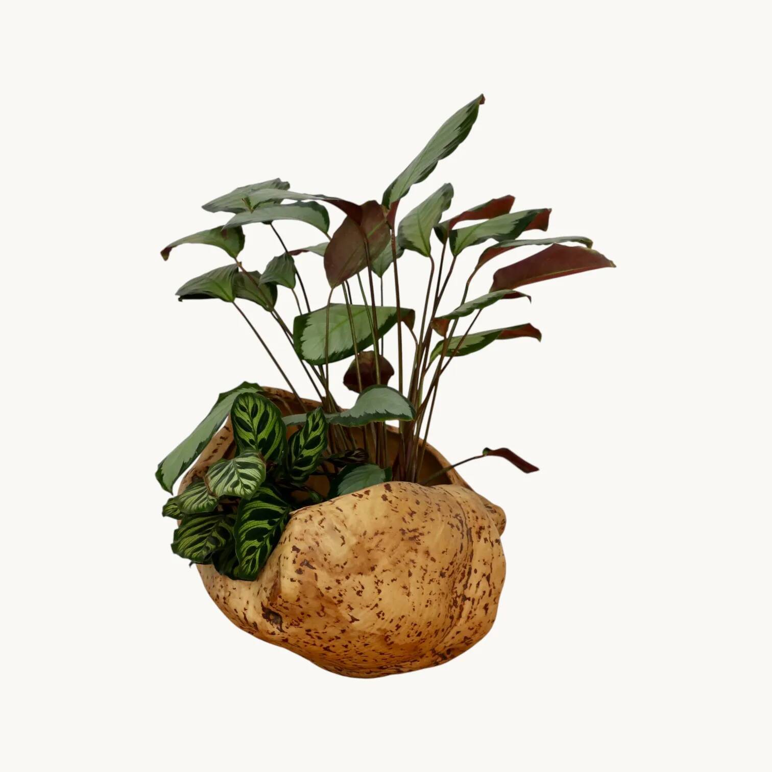 An elm magnifying glass, Sweden 1970s.