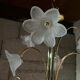 Lustre