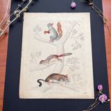 Poster (lithograph) squirrels