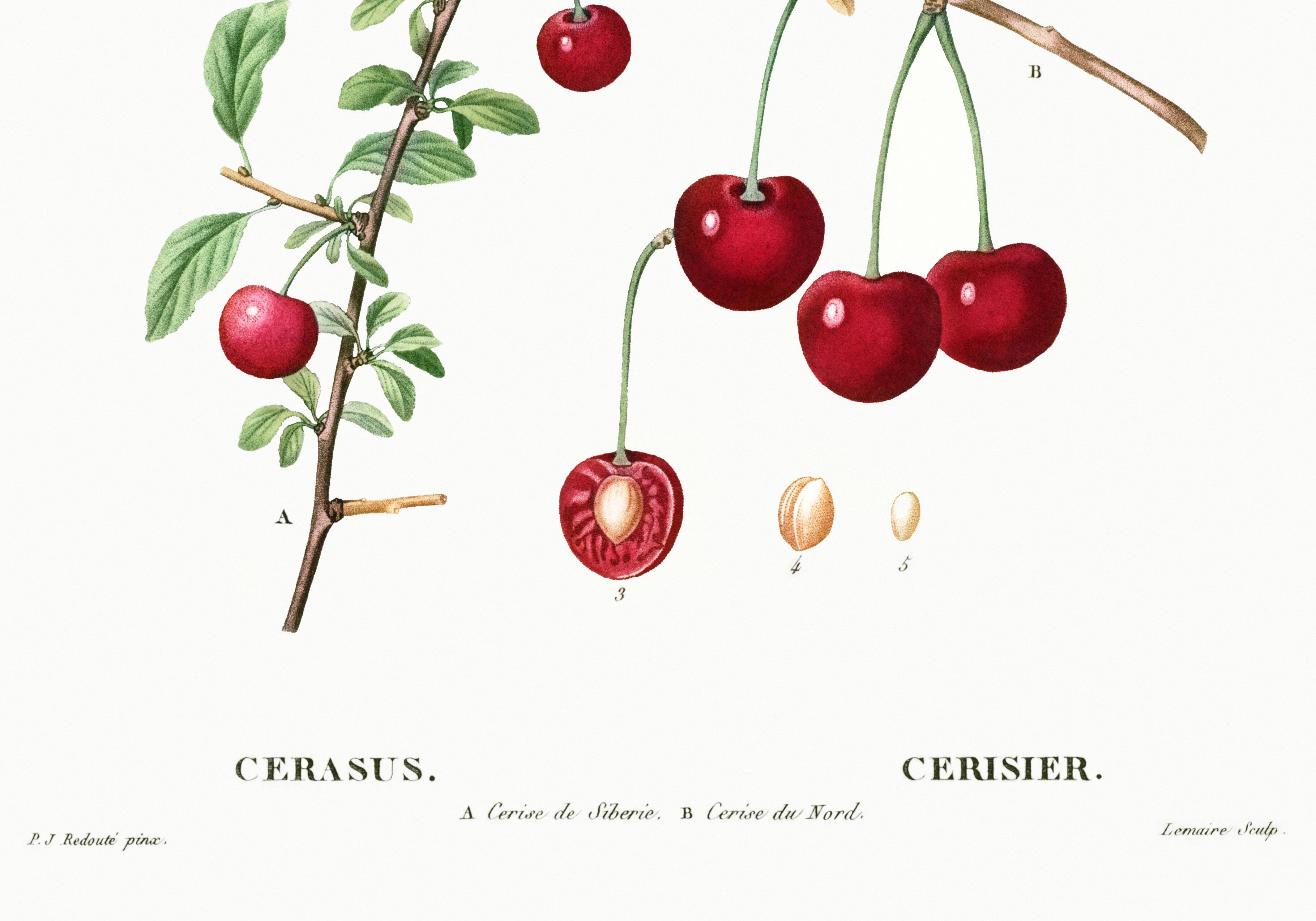 Poster about the cherry tree, after an engraving from 1802
