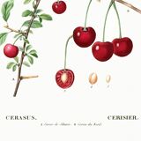 Poster about the cherry tree, after an engraving from 1802