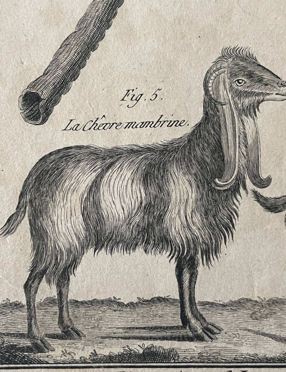 Engraving Old book 18th century Buffon, Bonnaterre, Natural history