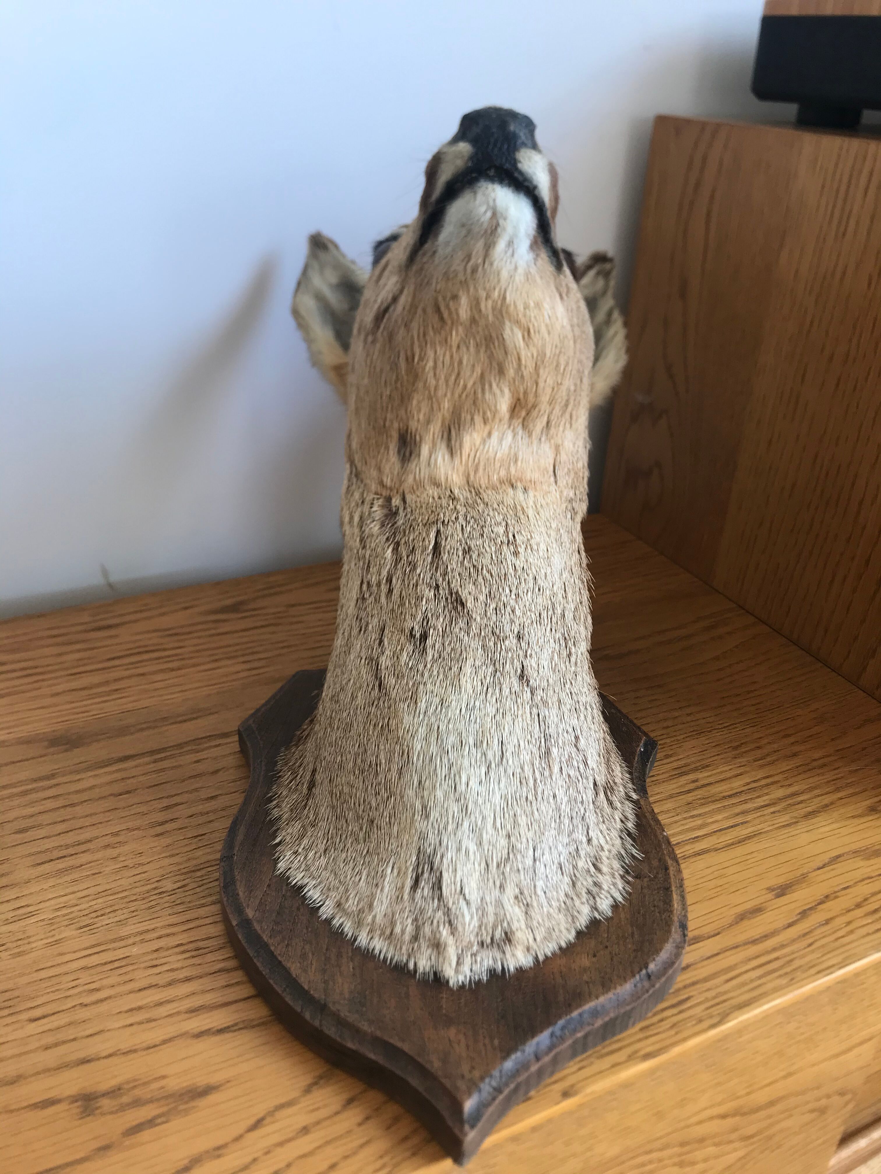 Taxidermy deer head