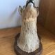 Taxidermy deer head