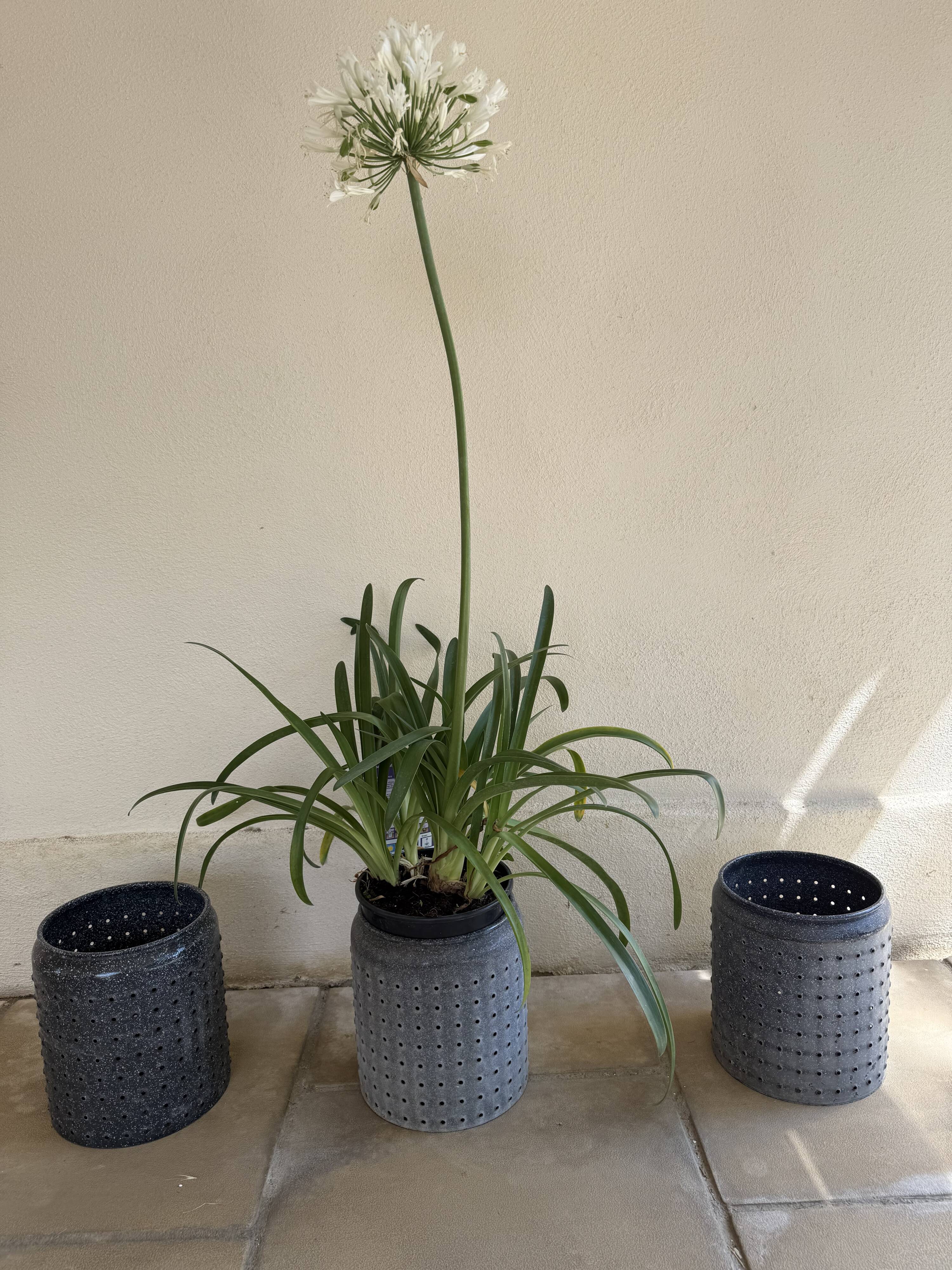 Vintage perforated enamelled sheet metal planter, 50s design