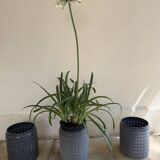 Vintage perforated enamelled sheet metal planter, 50s design