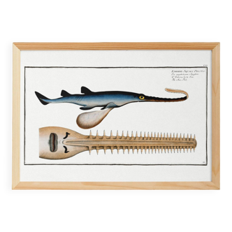 Poster about the sawfish, based on an old engraving from 1746.