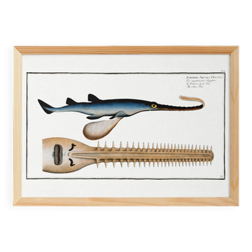 Poster about the sawfish, based on an old engraving from 1746.