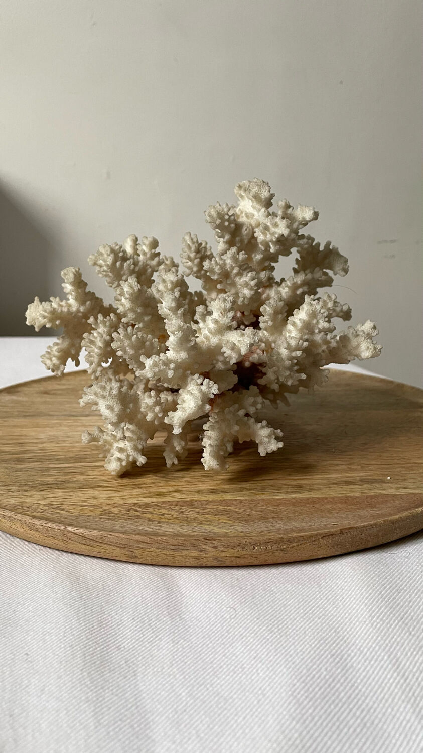 Vintage white coral