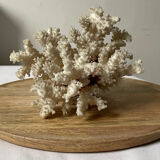 Vintage white coral