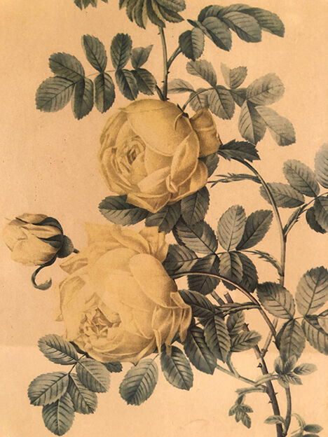 Pair of illustrations framed with roses by PJ Redouté
