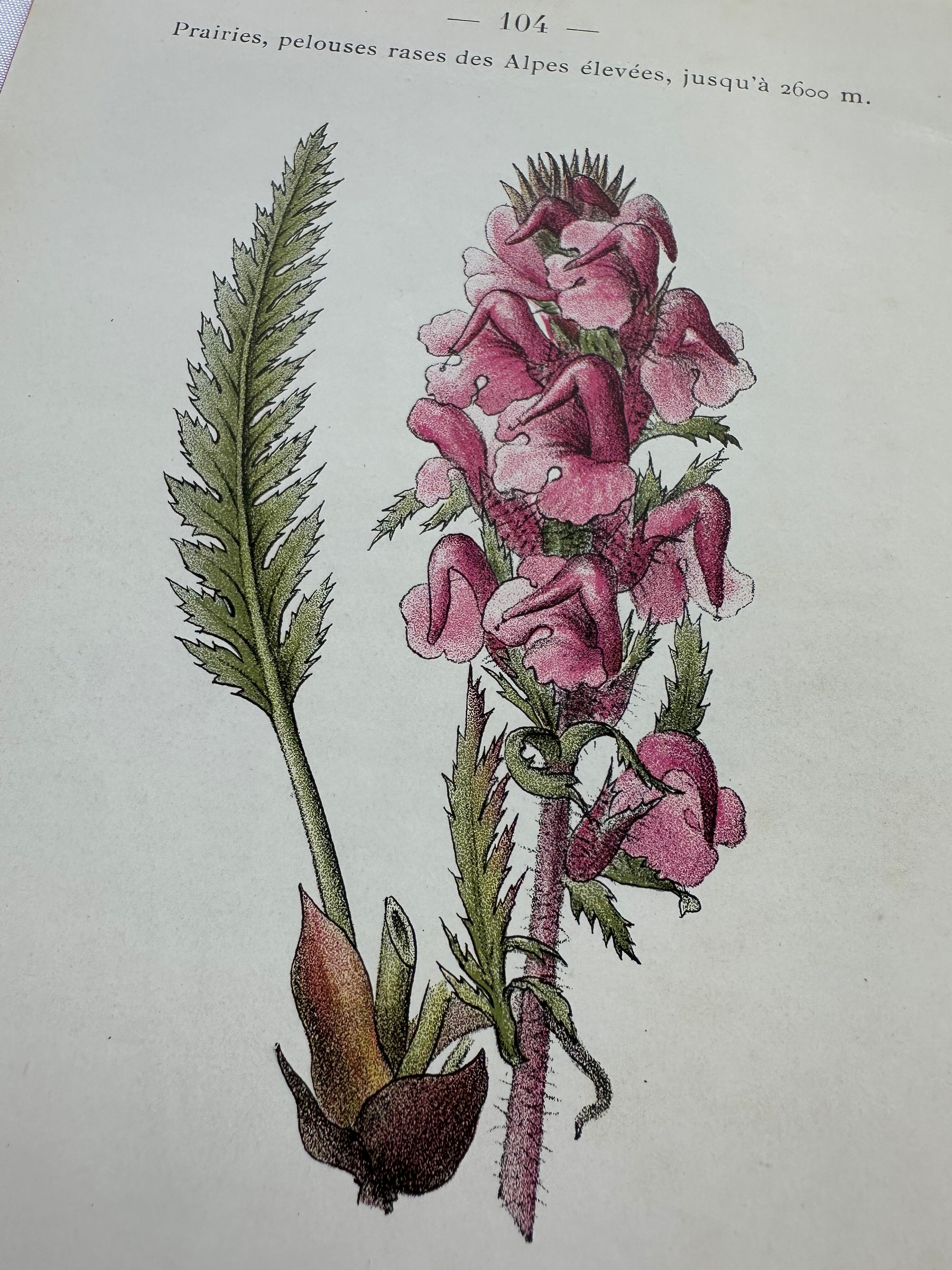 Botanical plate engraving flower 1800