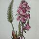 Botanical plate engraving flower 1800