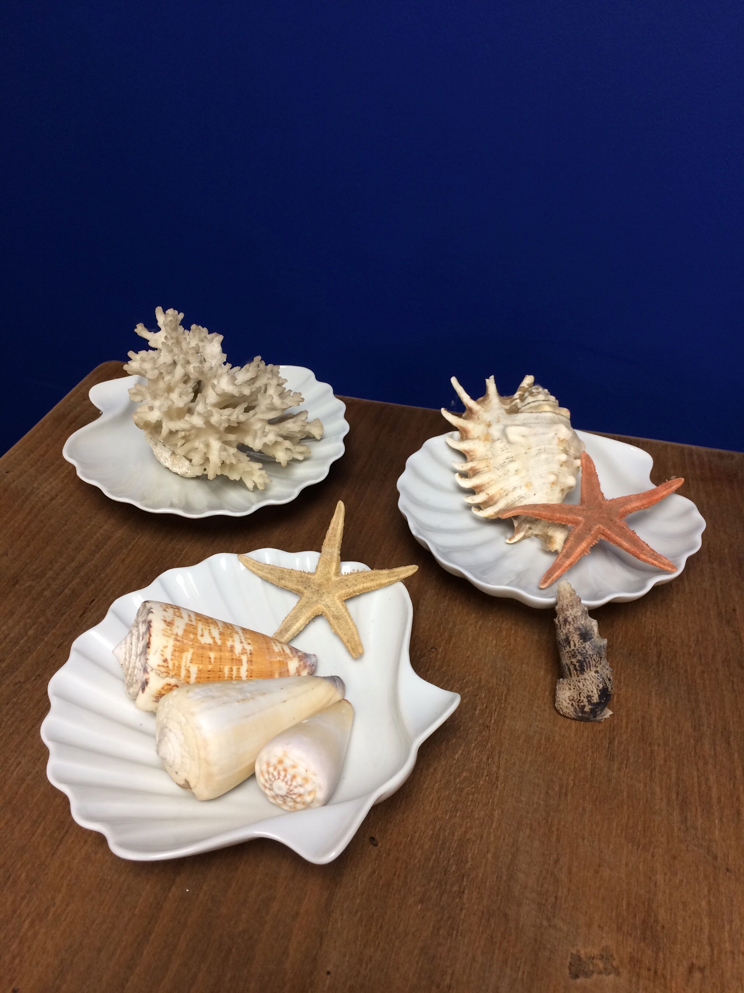 Three cups scallops in porcelain