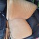 Cocktail armchairs shell back 60s 70s velvet