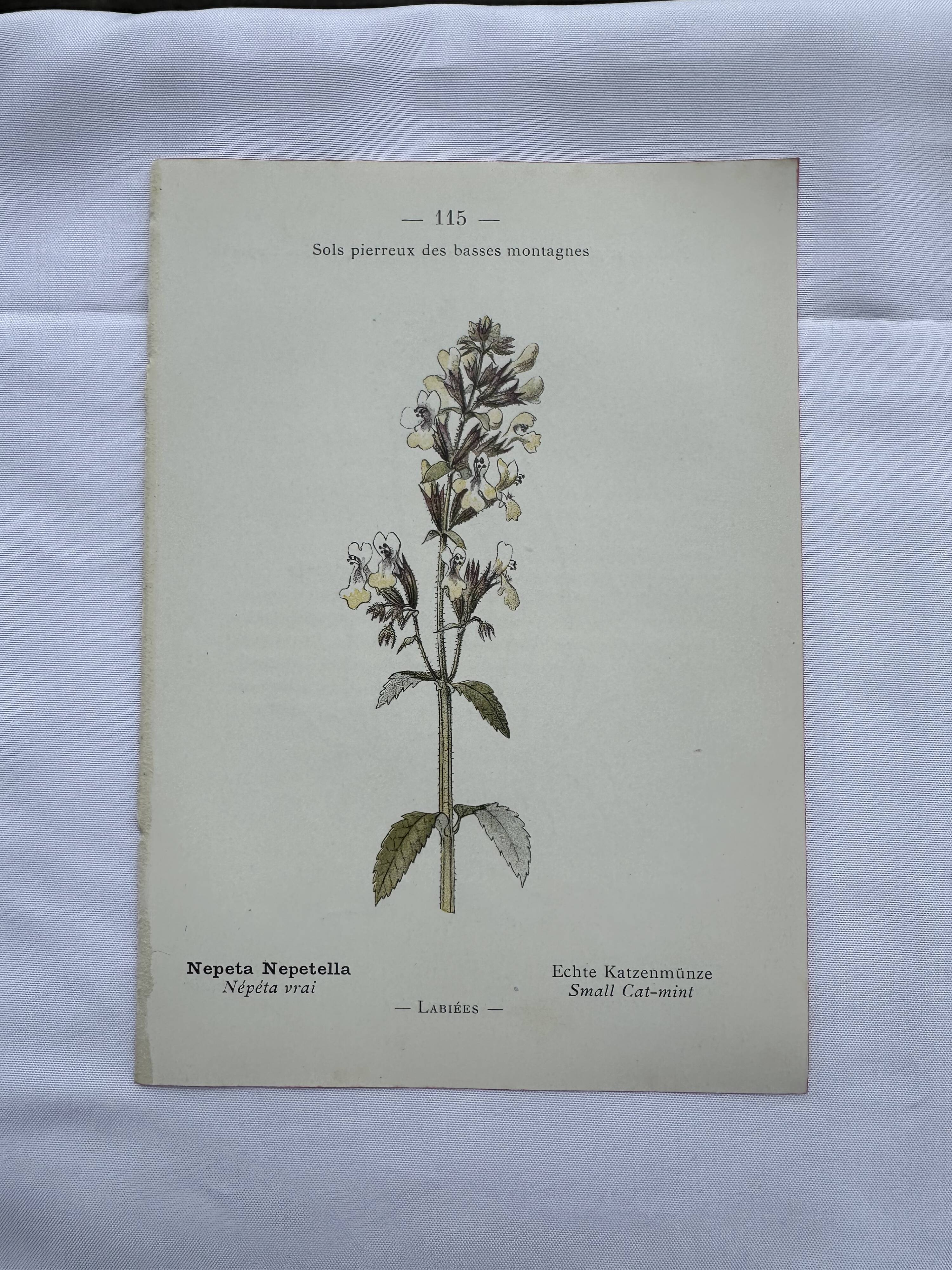 Gravure botanique planche naturaliste fleur France