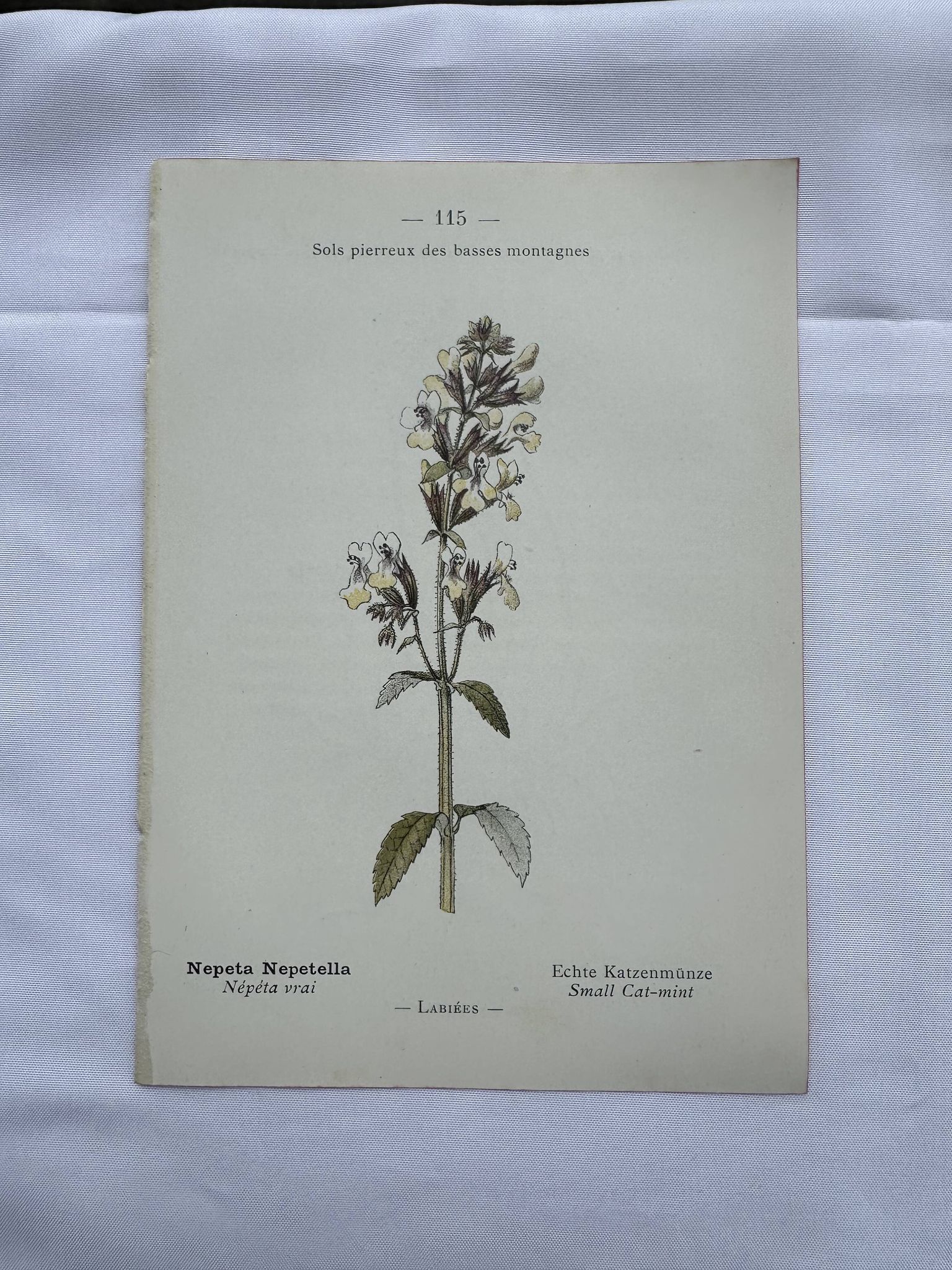 Gravure botanique planche naturaliste fleur France