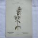 Gravure botanique planche naturaliste fleur France