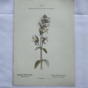 Gravure botanique planche naturaliste fleur France
