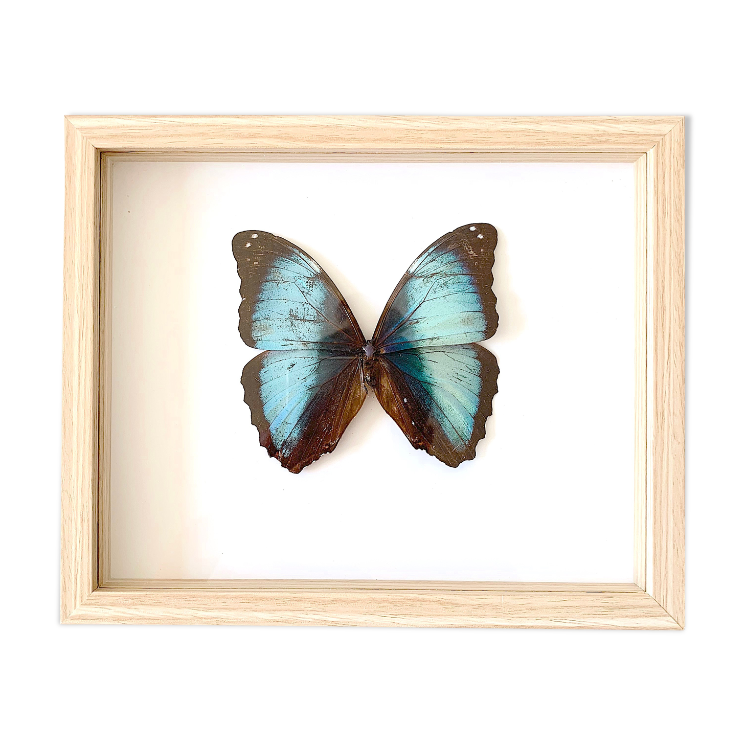 Naturalized butterfly frame