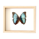 Naturalized butterfly frame