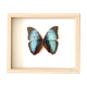 Naturalized butterfly frame