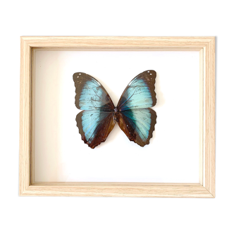 Naturalized butterfly frame