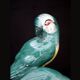Earthenware figurine, a pair of German porcelain parrots