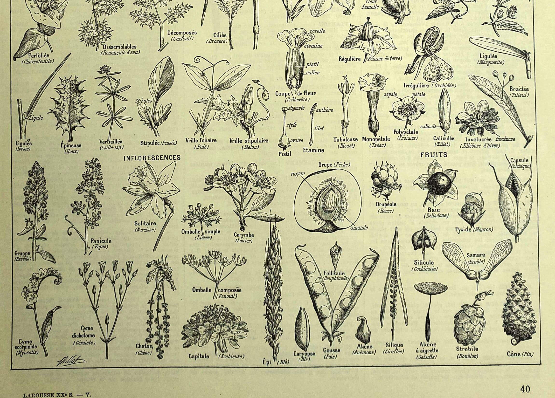 Botanical plate 1928 A. Millot - Useful plant, botany, flora, leaf