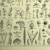 Botanical plate 1928 A. Millot - Useful plant, botany, flora, leaf