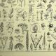 Botanical plate 1928 A. Millot - Useful plant, botany, flora, leaf