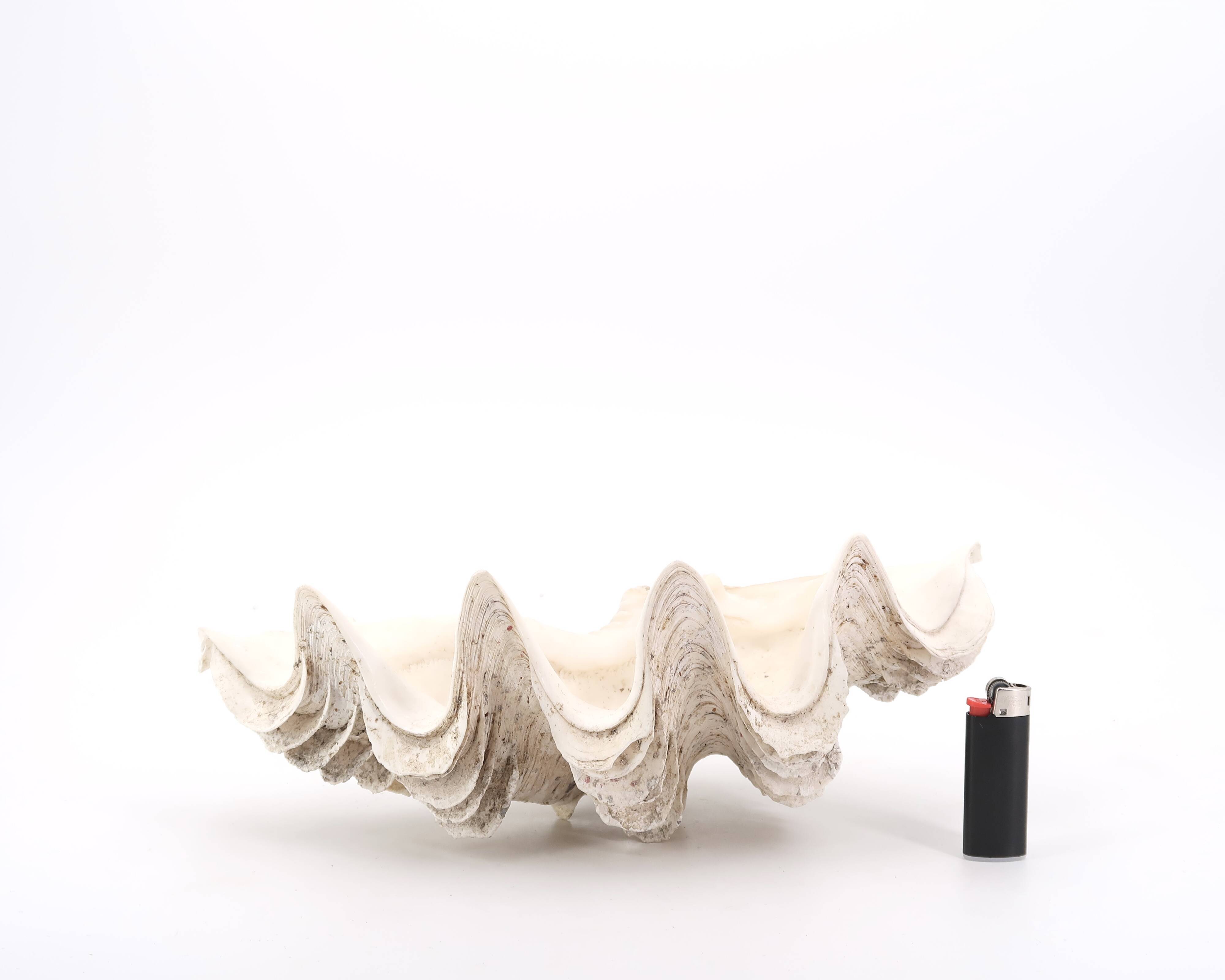Vide poche coquillage Bénitier, années 70