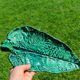 Green leaf slip clay