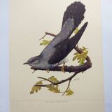 Old bird plate from the 1960s - Grey Cuckoo - Vintage zoological and ornithological illustration