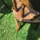 Lot of two CTC-stamped saloon chairs