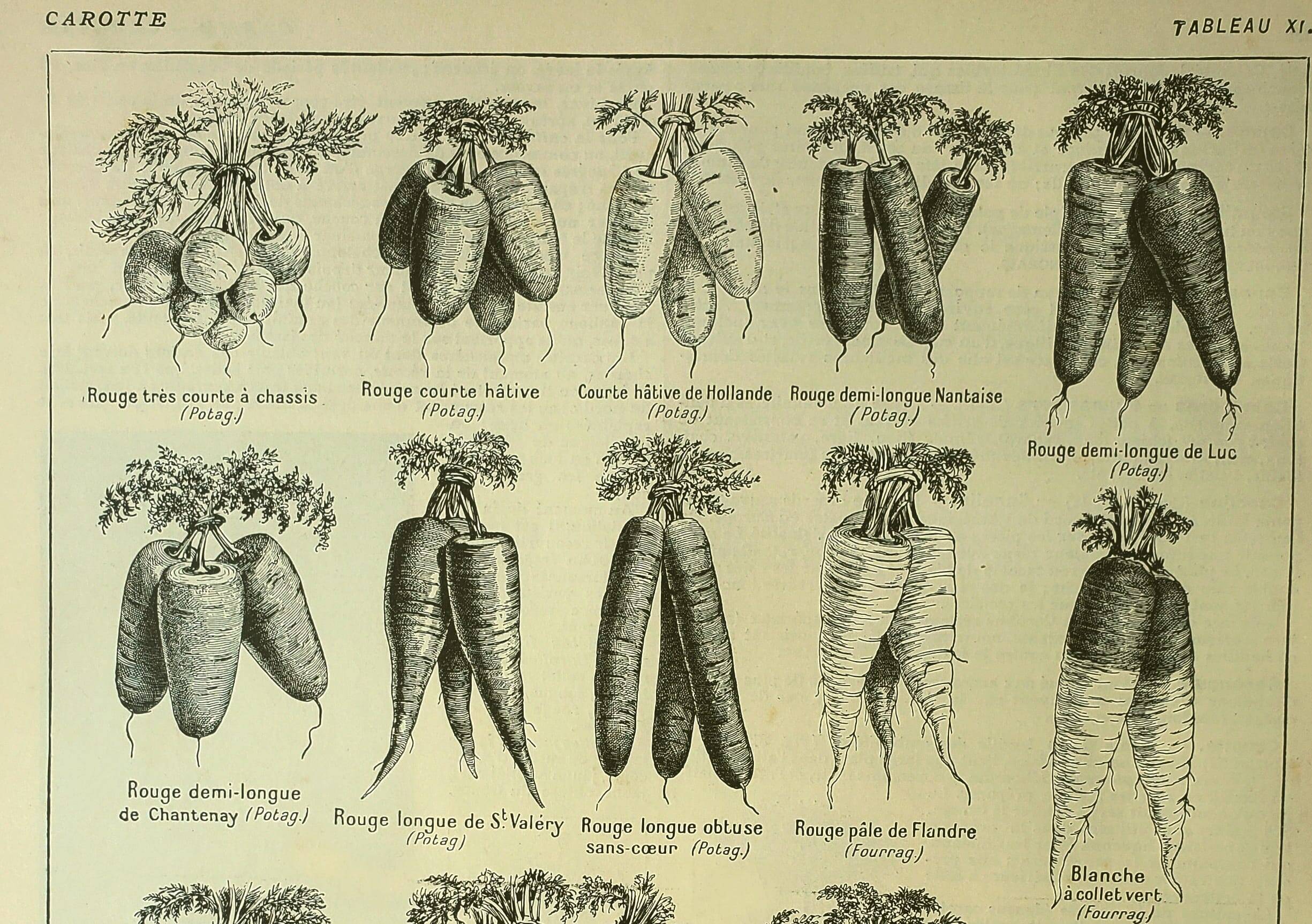 Botanical plate 1921 M. Dessertenne - Vegetable garden carrot - Old engraving