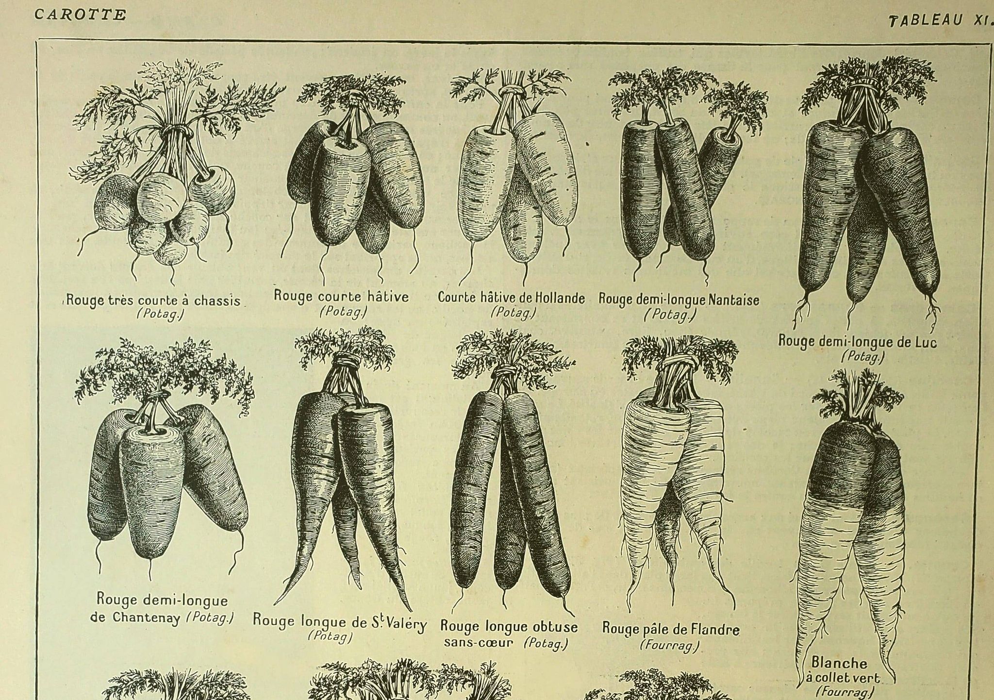 Planche botanique 1921 M. Dessertenne - Carotte du potager - Gravure ancienne