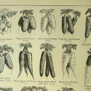 Planche botanique 1921 M. Dessertenne - Carotte du potager - Gravure ancienne