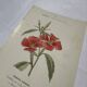 Gravure botanique double face planche naturaliste ancienne