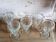 Five glasses aperitif of 40