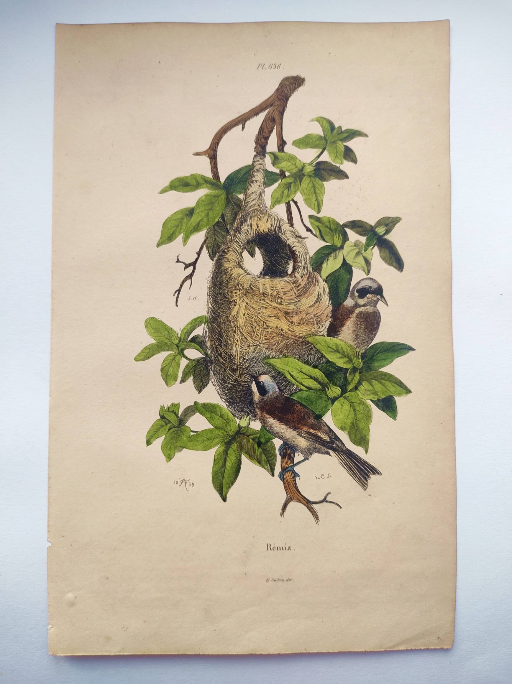 Original Engraving from 1839 -Remiz- Old hand-colored plate ornithology and birds