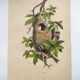 Original Engraving from 1839 -Remiz- Old hand-colored plate ornithology and birds