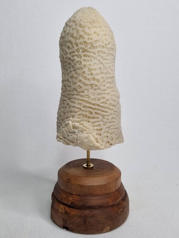 Ancien corail oblong sur socle en bois 24 cm