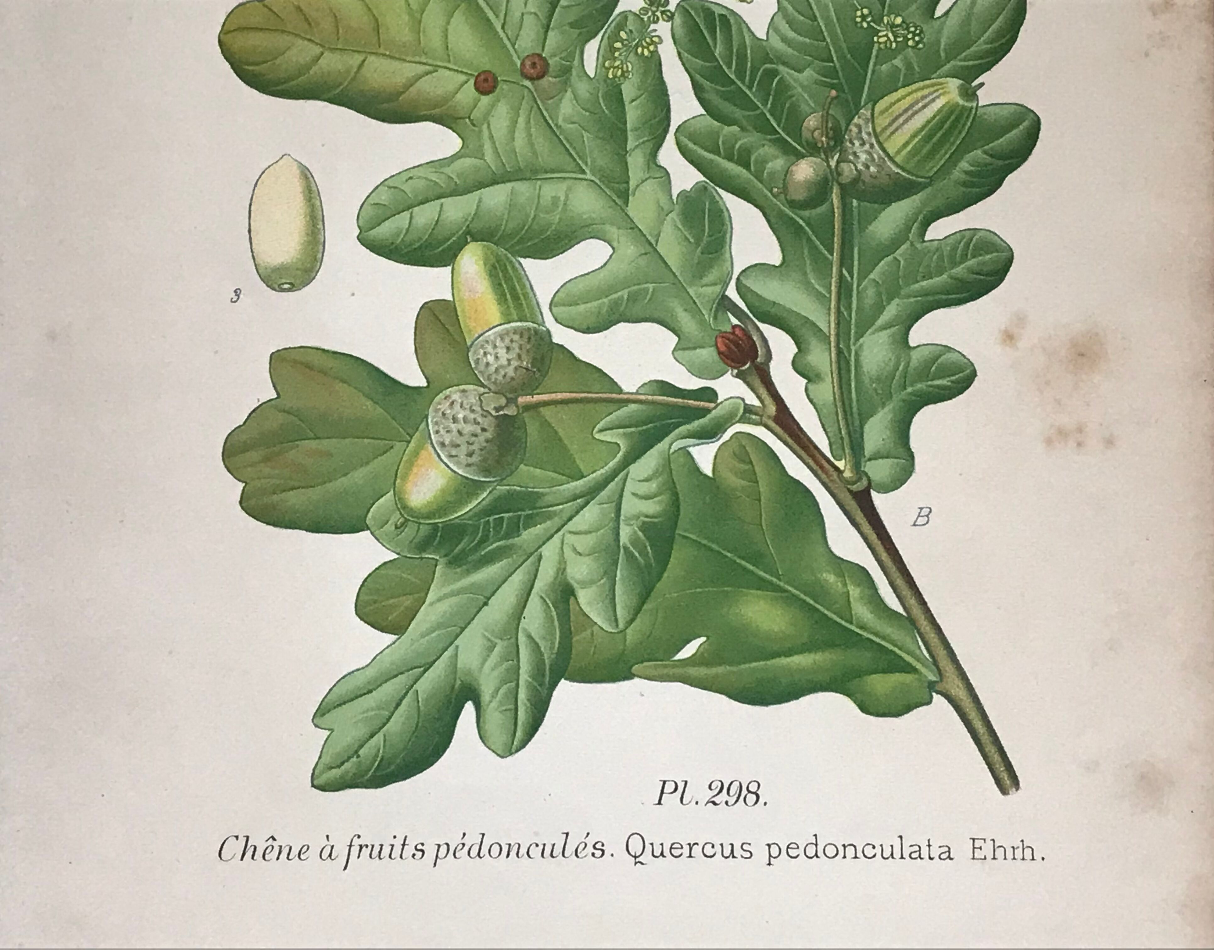 Old botanical plates XIXth