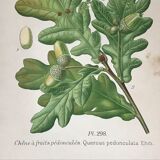 Old botanical plates XIXth