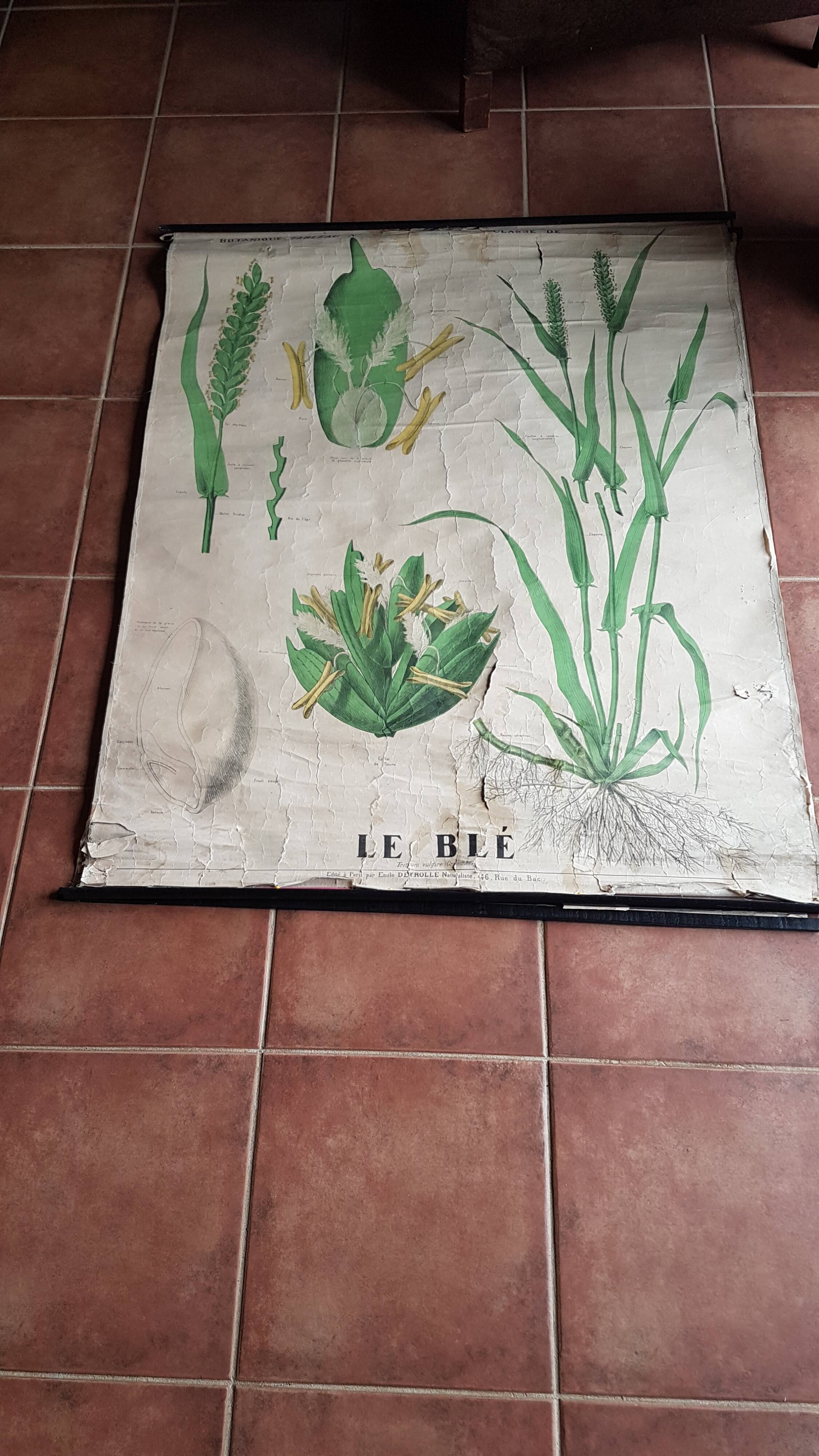Ancienne affiche Deyrolle - le blé