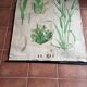 Old Deyrolle poster - wheat
